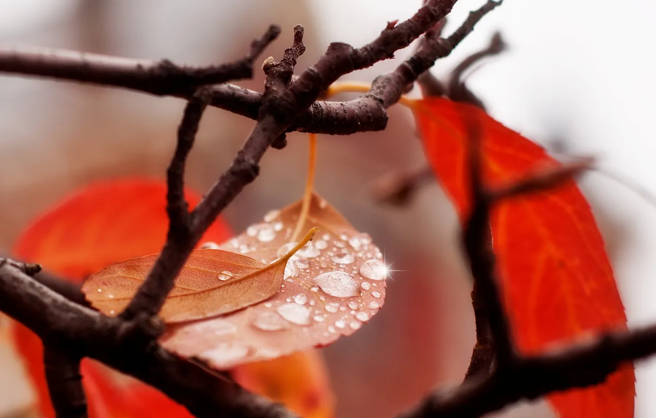 Photo wallpaper leaves, drops, macro, branches