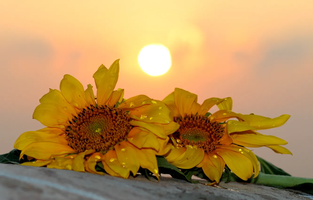 Photo wallpaper water, the sun, drops, sunflowers, flowers, sunrise, morning