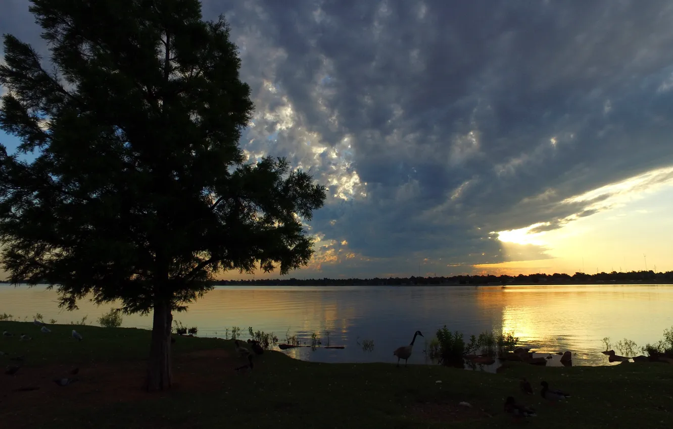 Photo wallpaper trees, sunset, river, bird, far shore