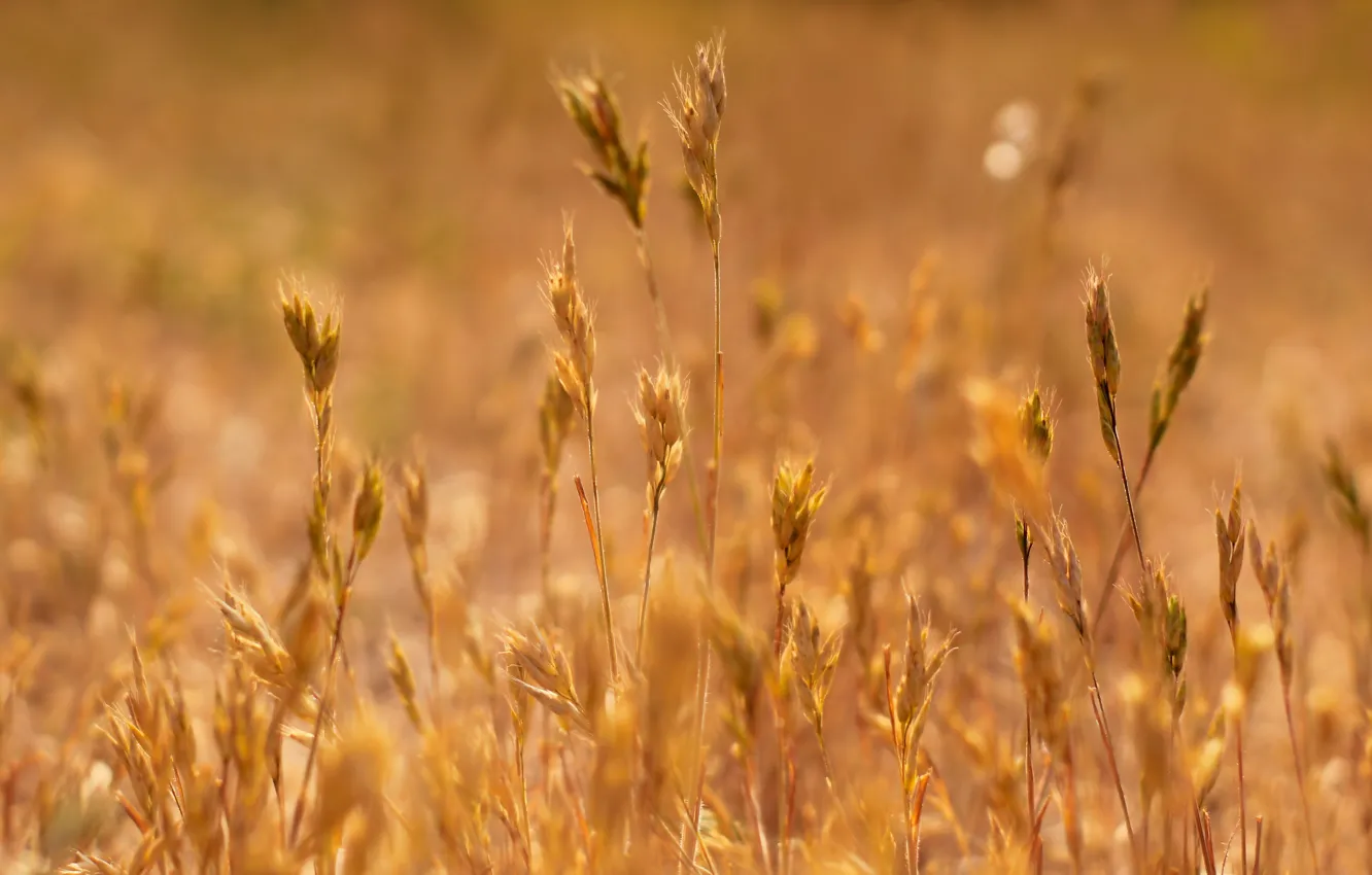 Photo wallpaper grass, field, blades