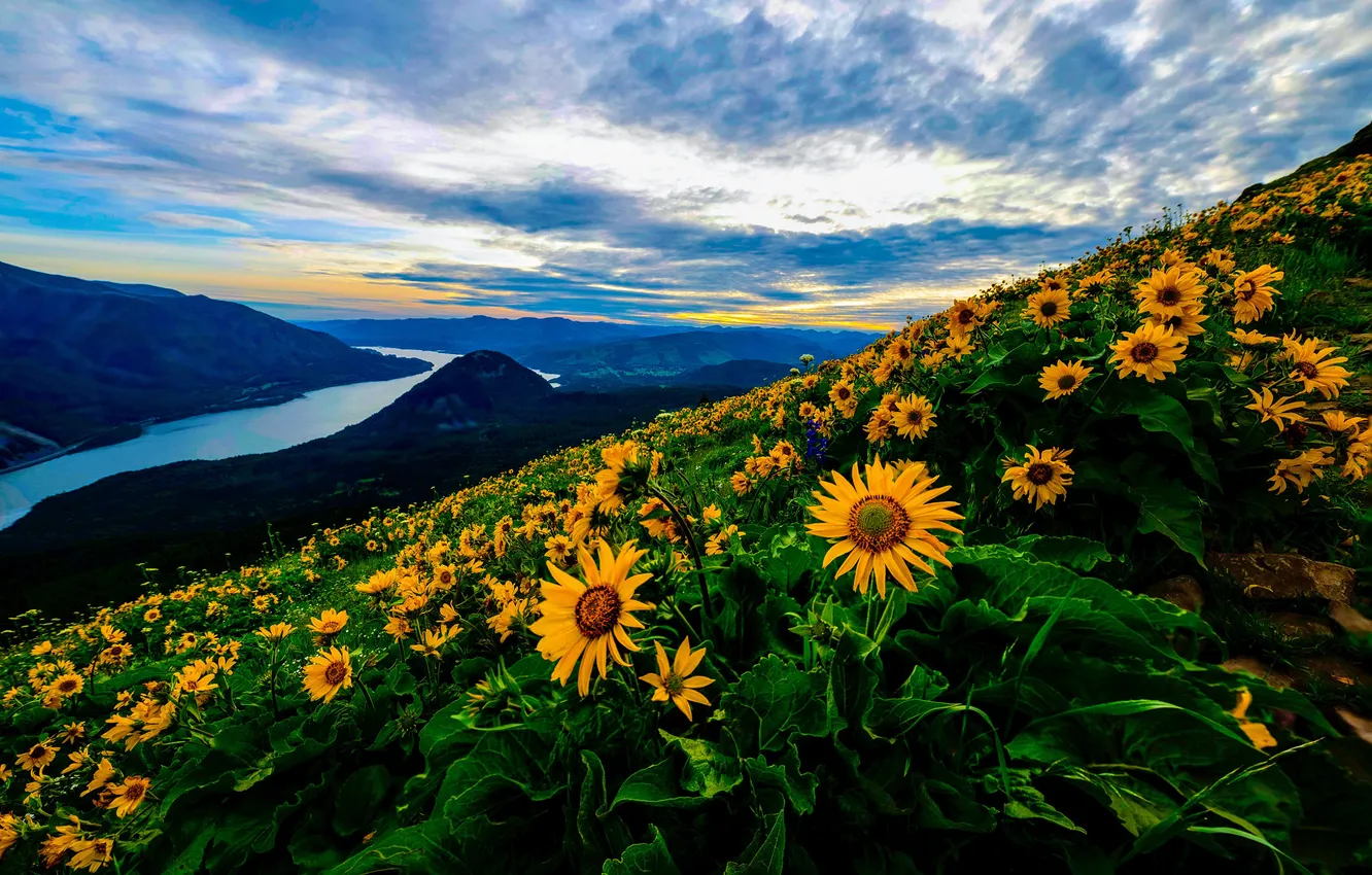 Photo wallpaper forest, summer, the sky, leaves, clouds, flowers, mountains, yellow