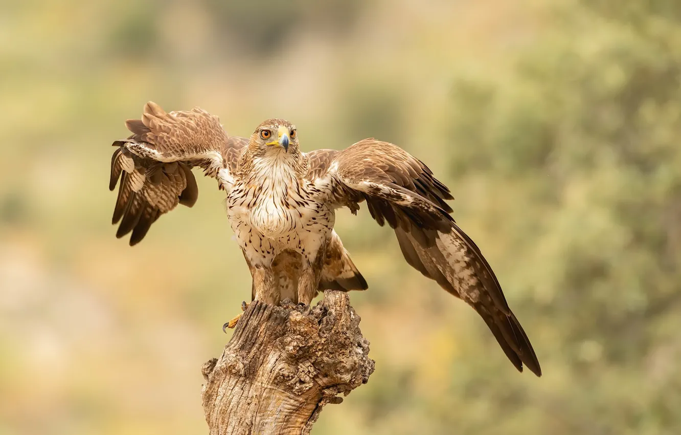 Photo wallpaper nature, bird, Hawk eagle