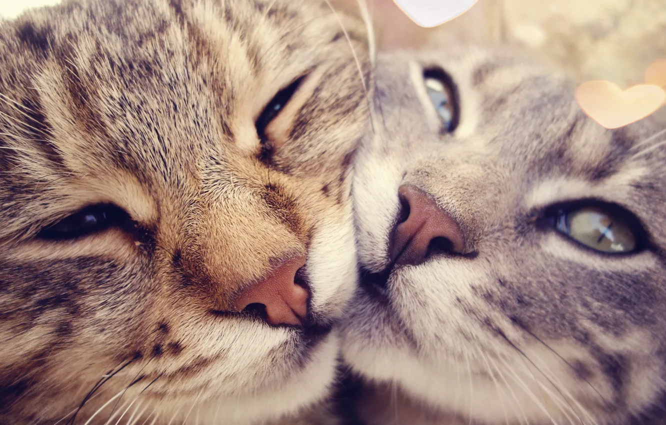 Photo wallpaper eyes, mustache, cats, nose, hearts