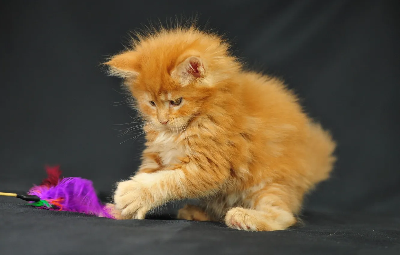 Photo wallpaper the game, red, kitty, plays