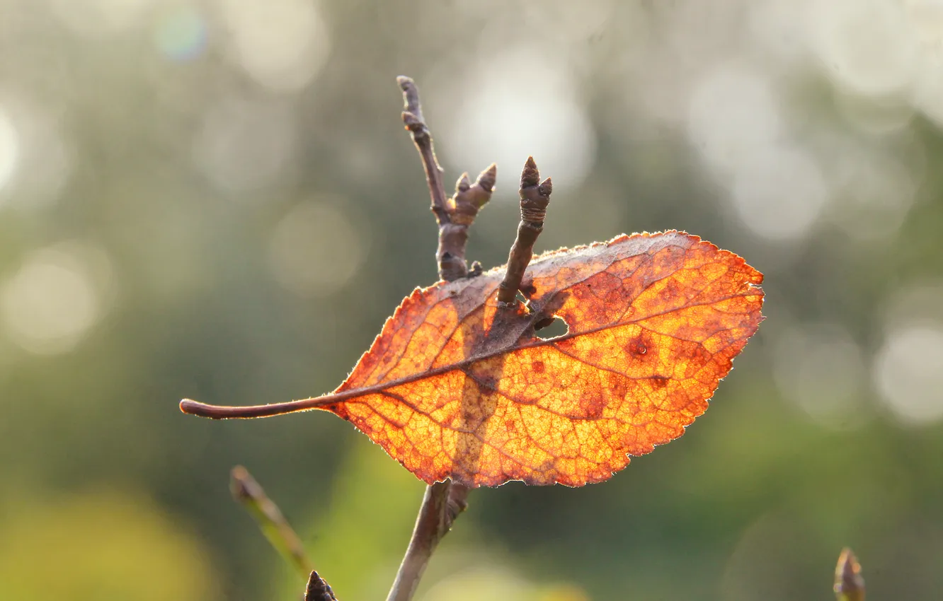 Photo wallpaper red, autumn, leaf, fall
