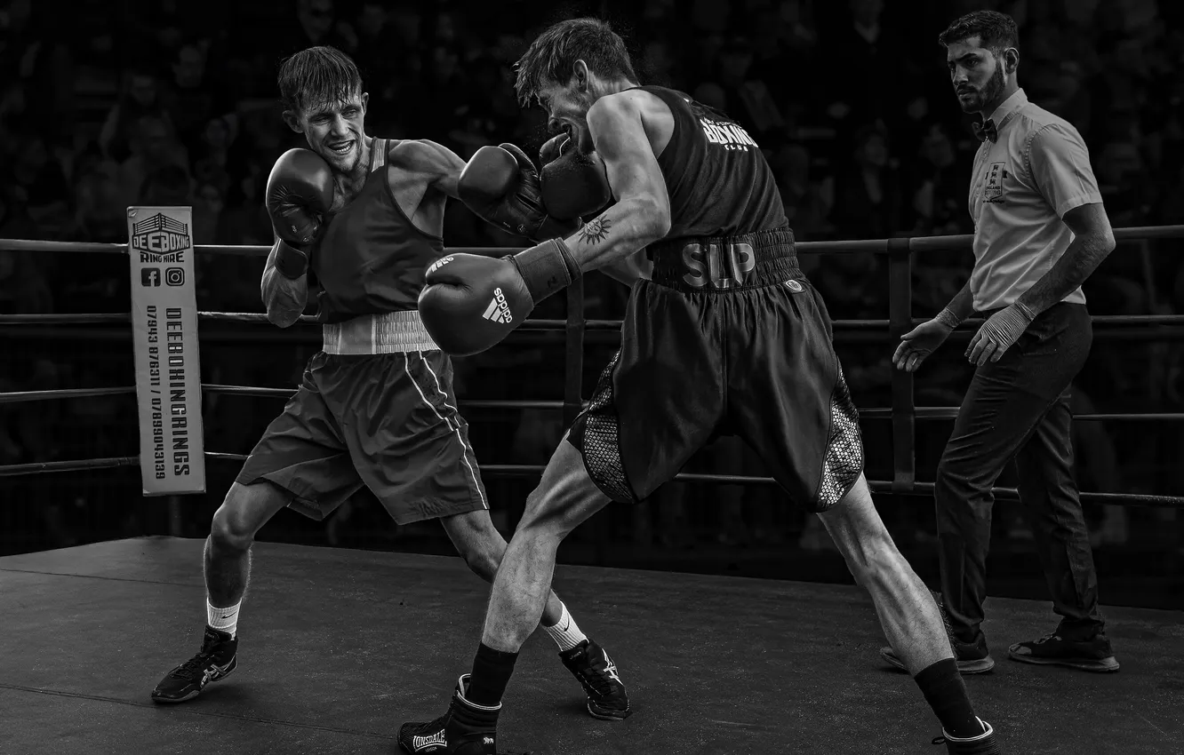 Photo wallpaper Black White, left hook, Eddie Leach