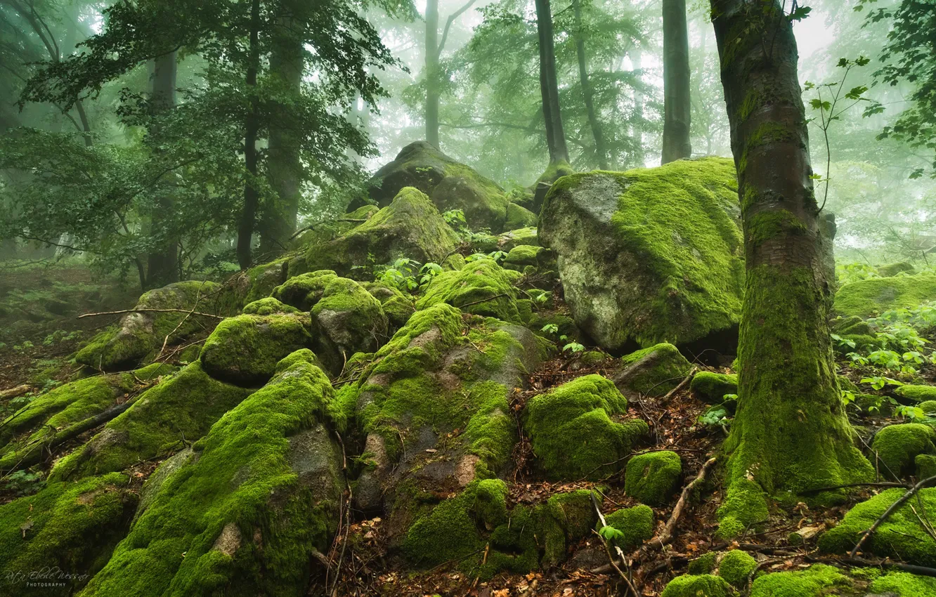 Photo wallpaper greens, forest, trees, fog, stones, moss