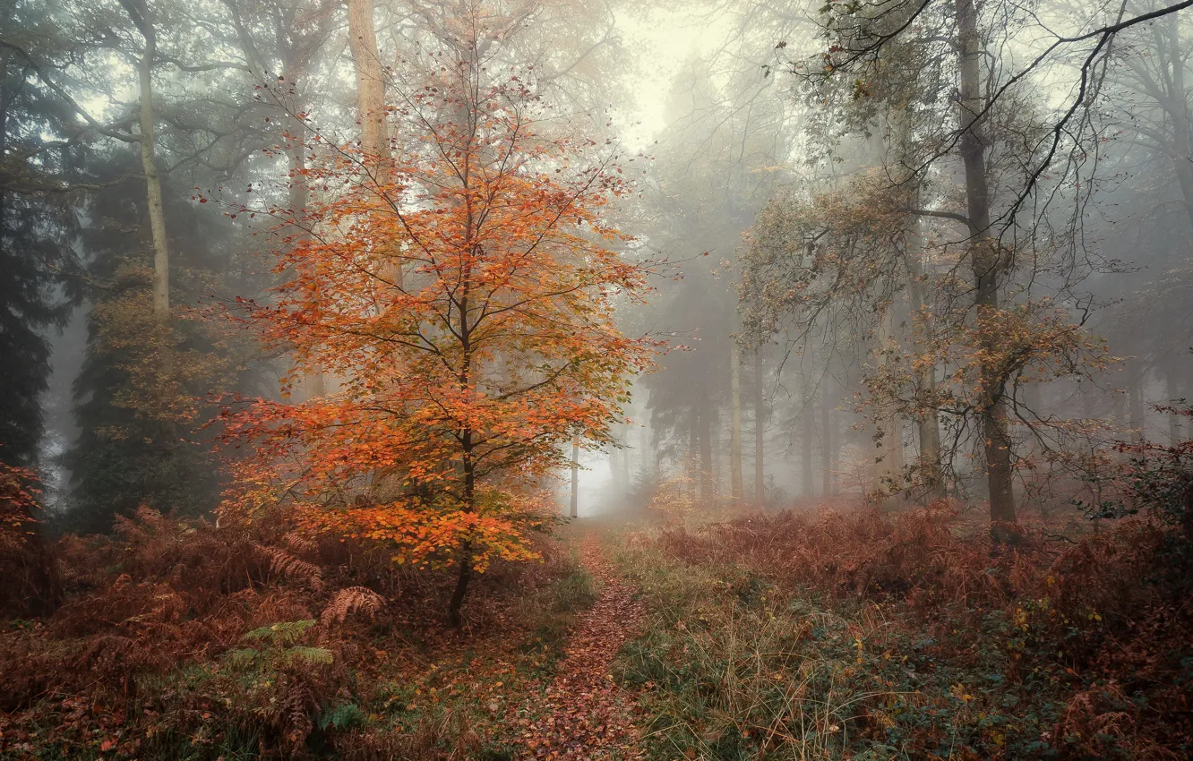 Photo wallpaper forest, nature, fog