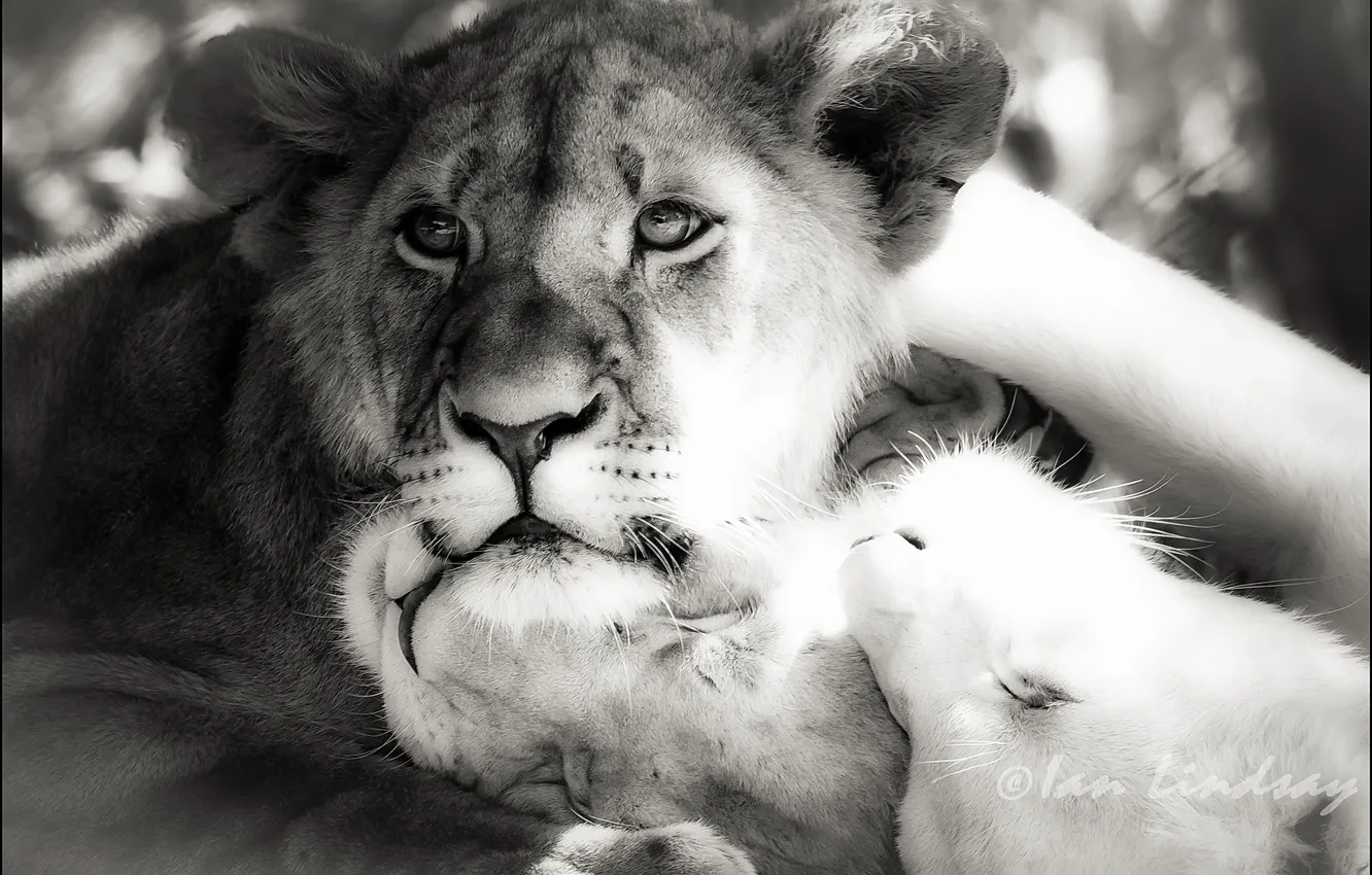 Photo wallpaper photoshop, Leo, b/W, lions, black and white picture
