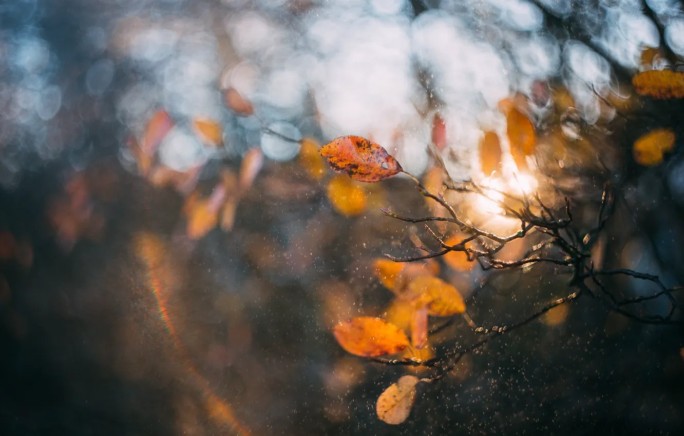 Photo wallpaper autumn, macro, light, squirt, branches, nature, foliage