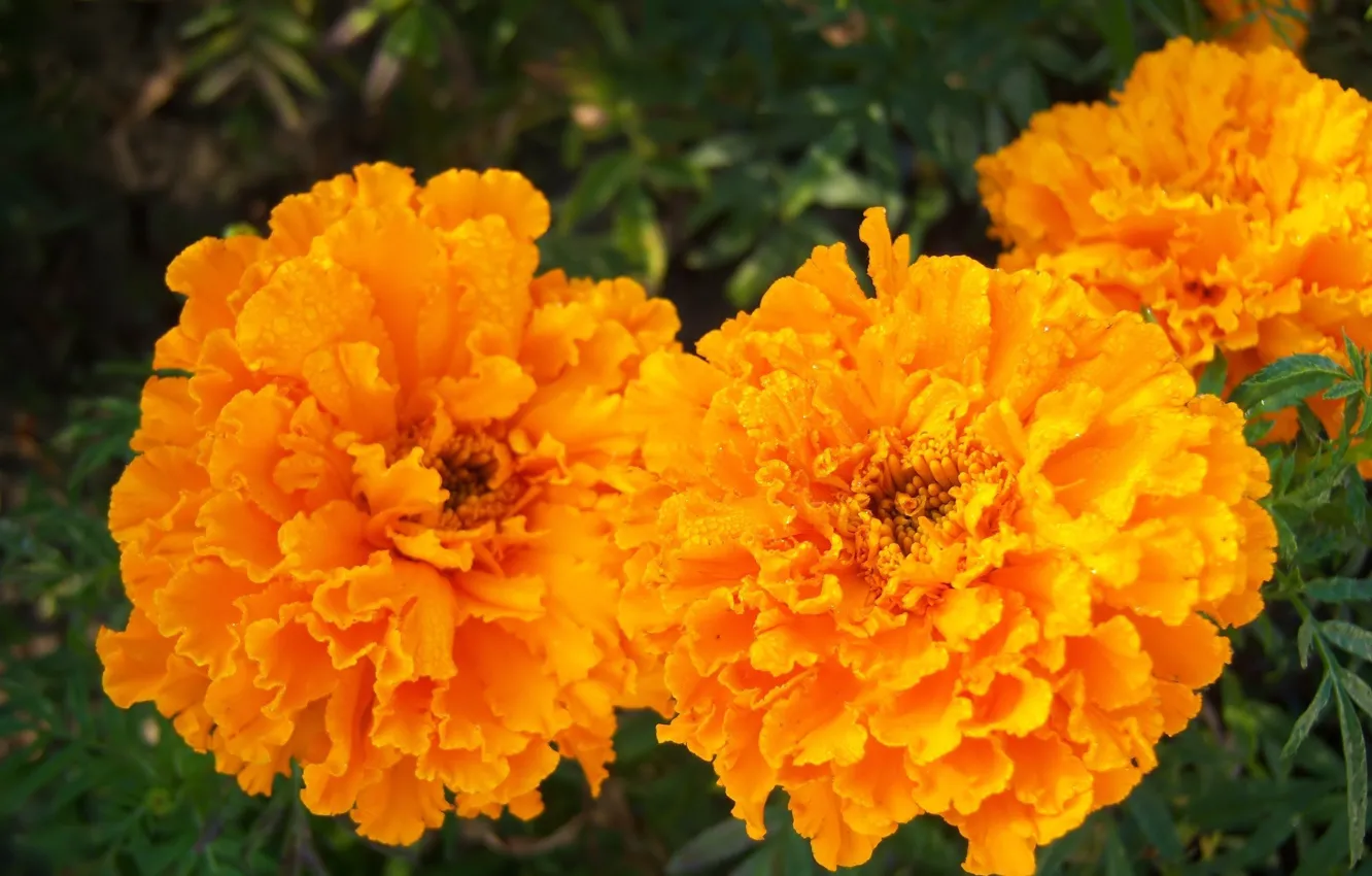 Photo wallpaper flowers, marigolds, Meduzanol ©