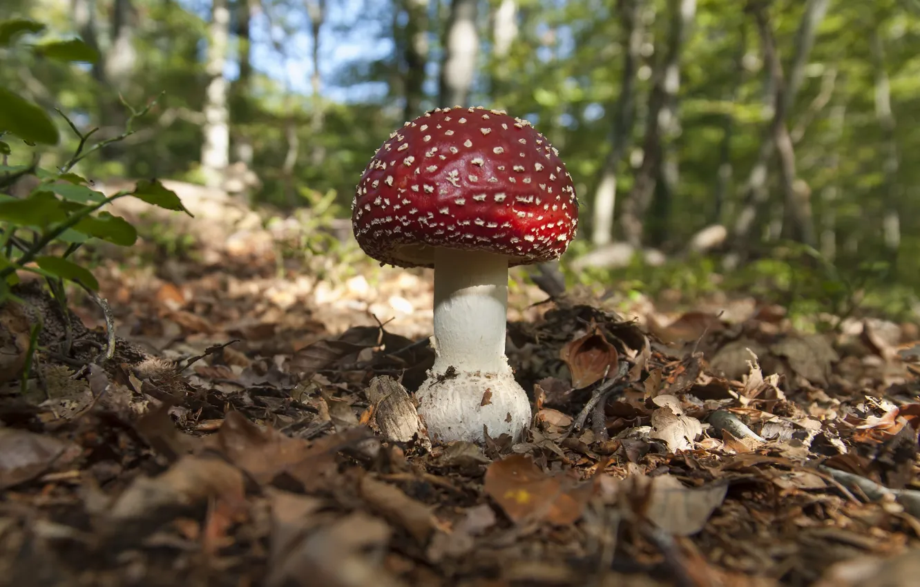Photo wallpaper forest, mushroom, sunlight
