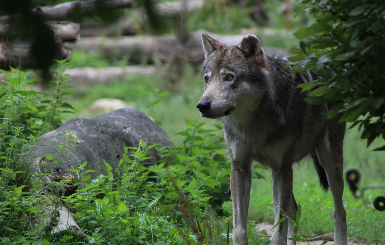 Photo wallpaper Predator, nature, snow, face, animal, wolf, canis lupus, wildlife