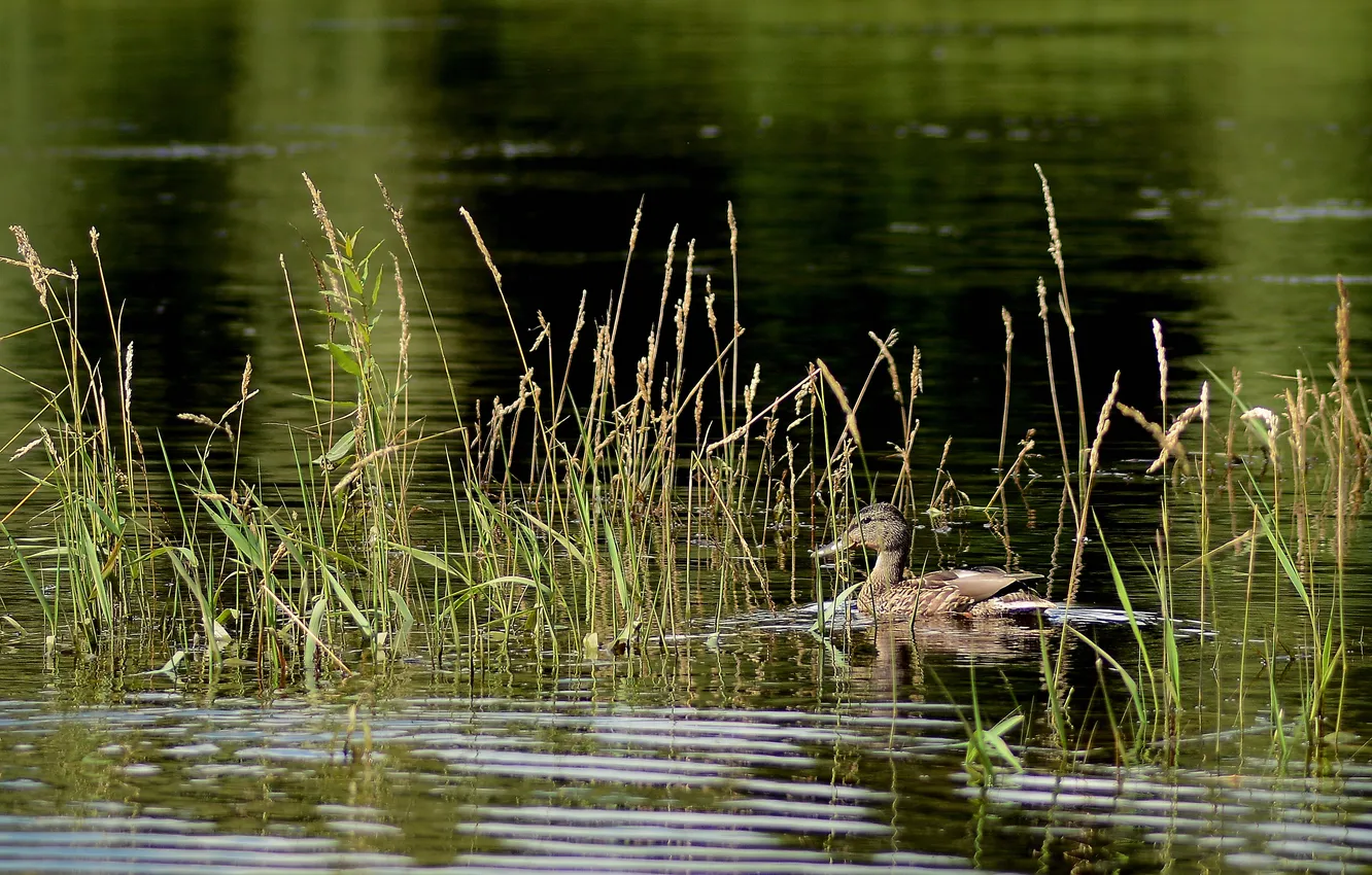 Photo wallpaper lake, bird, duck, Mallard
