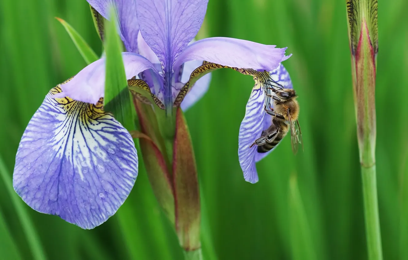 Photo wallpaper nature, bee, iris