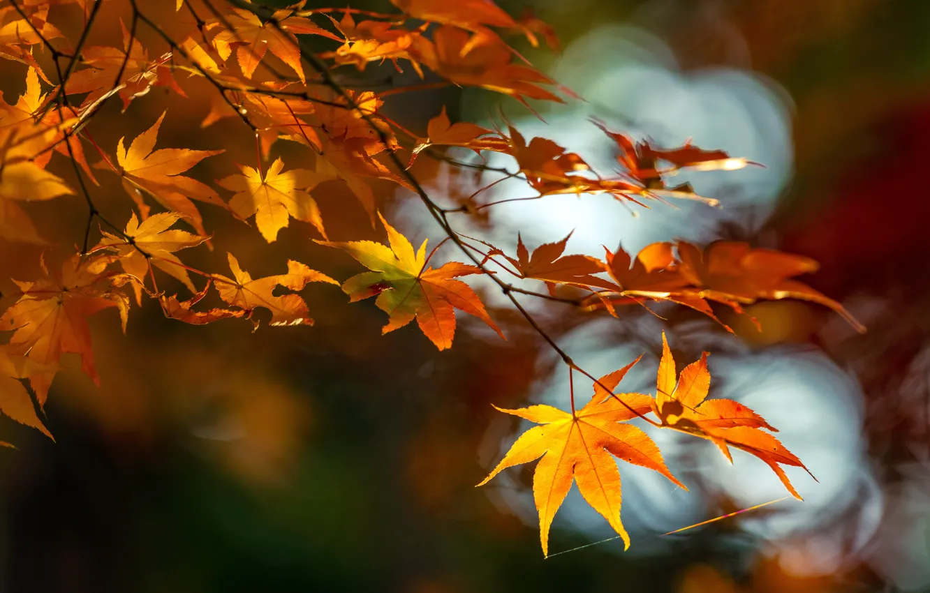 Photo wallpaper branches, nature, maple, autumn leaves