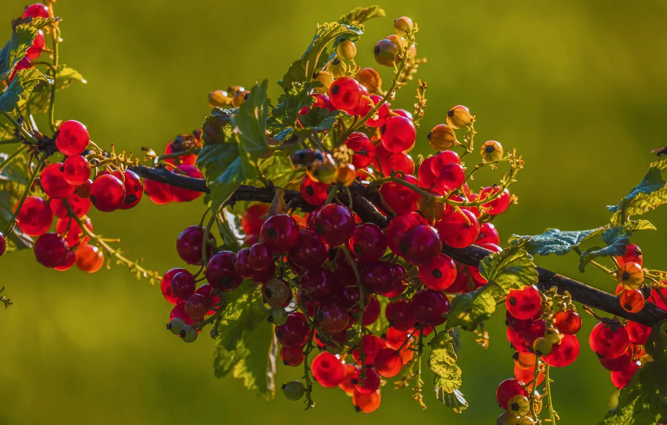 Photo wallpaper leaves, light, branches, red, berries, harvest, fruit, green background