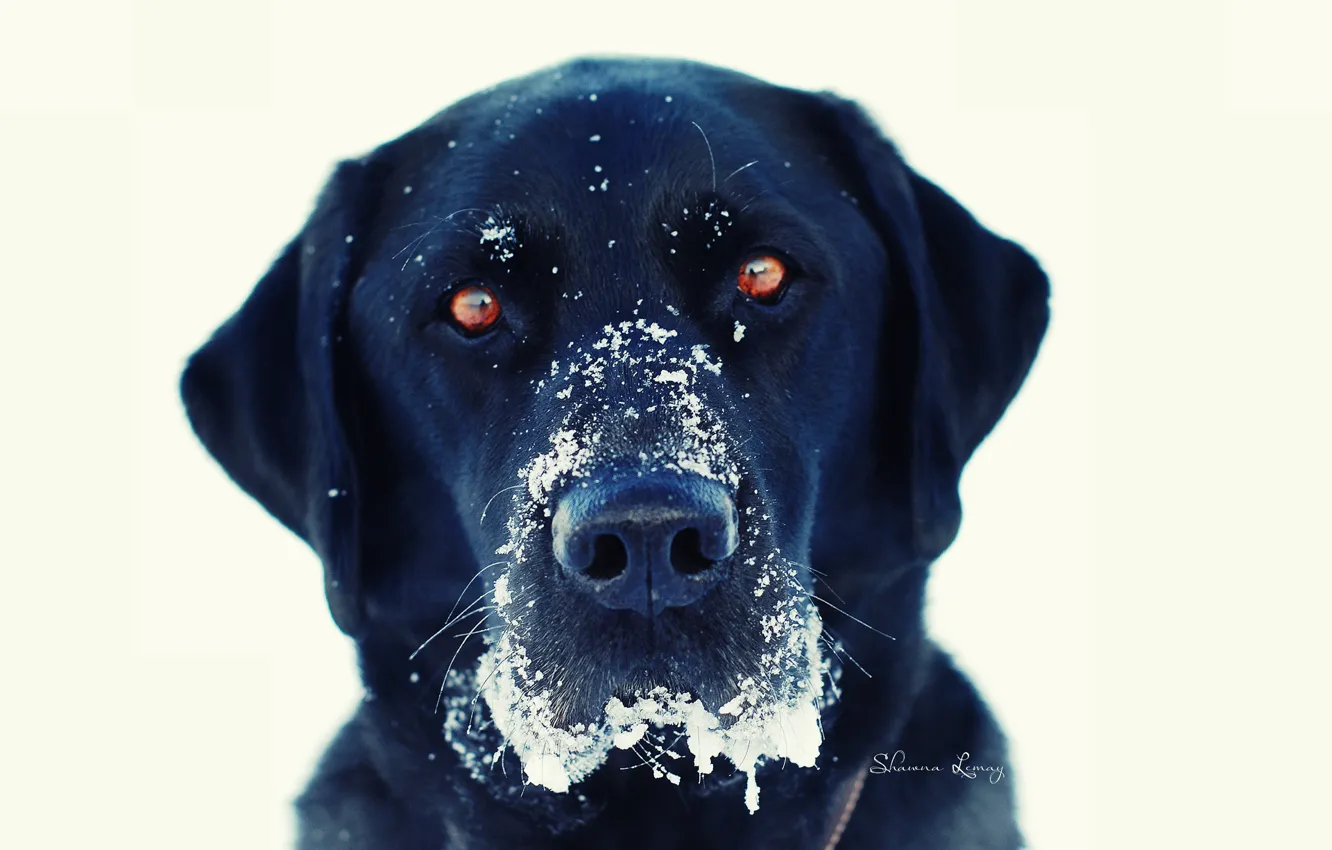 Photo wallpaper winter, eyes, look, snow, black, dog, white background