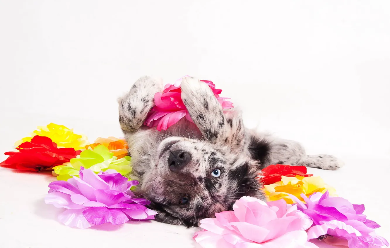 Photo wallpaper look, background, each, dog