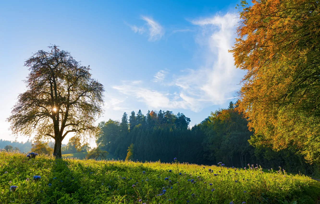 Photo wallpaper trees, Switzerland, meadow, Switzerland