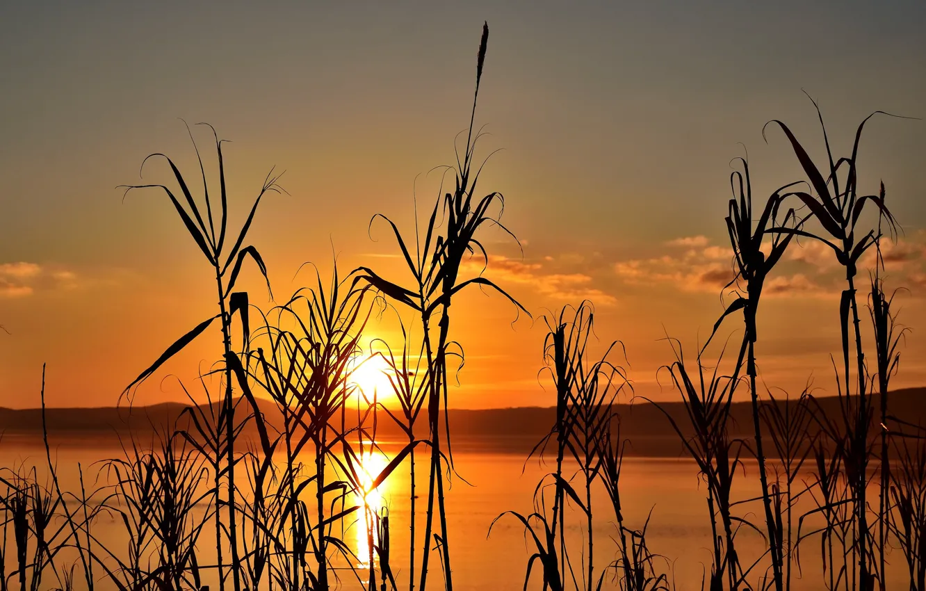 Photo wallpaper sunset, plant, silhouette, glow