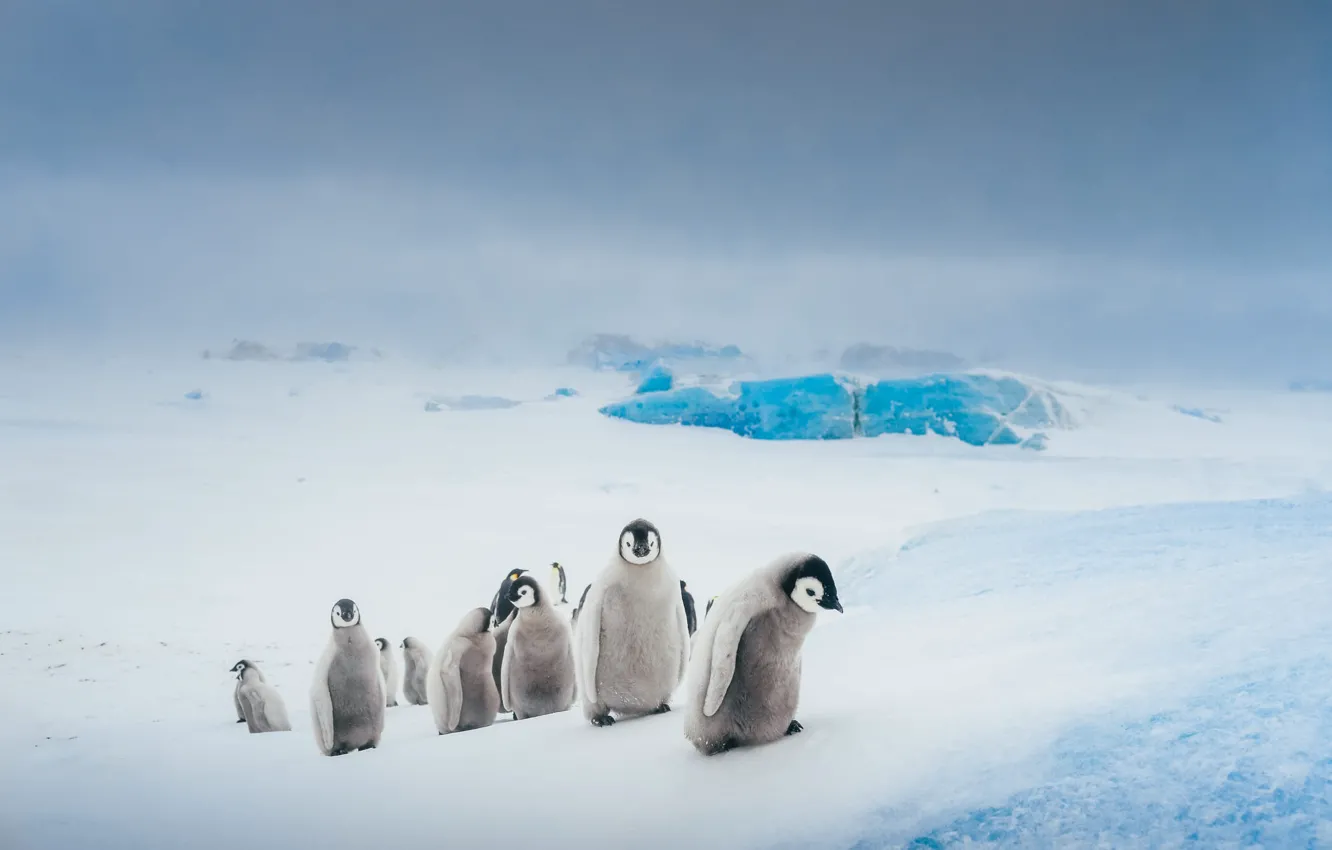 Photo wallpaper ice, winter, the sky, snow, nature, fog, hills, bird
