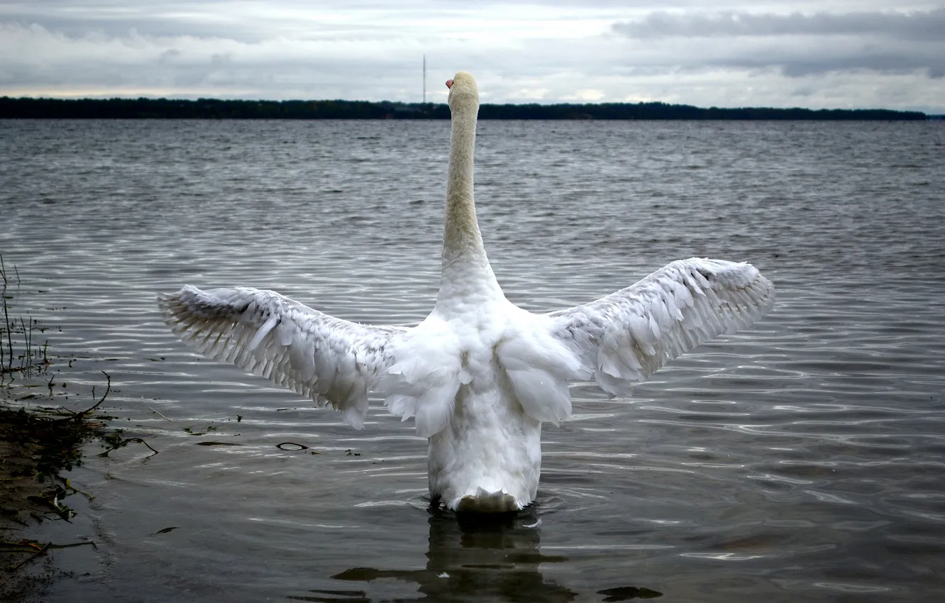 Photo wallpaper white, wings, swans, pond, stroke, ROSMAH