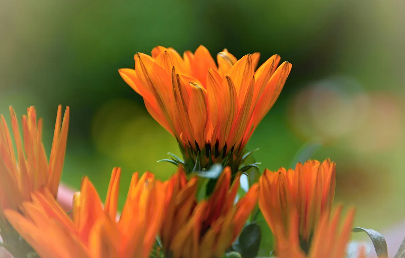 Photo wallpaper flowers, orange, bright, calendula