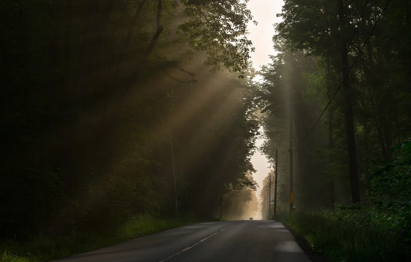 Photo wallpaper road, forest, landscape