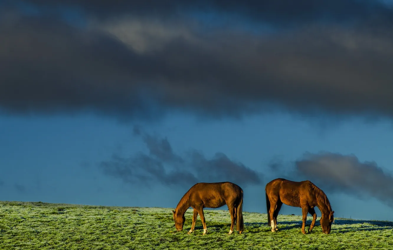 Photo wallpaper field, the sky, nature, horses
