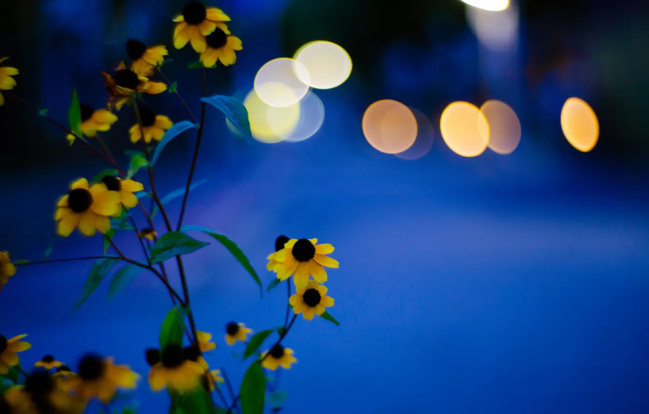 Photo wallpaper light, petals, stem, Blik