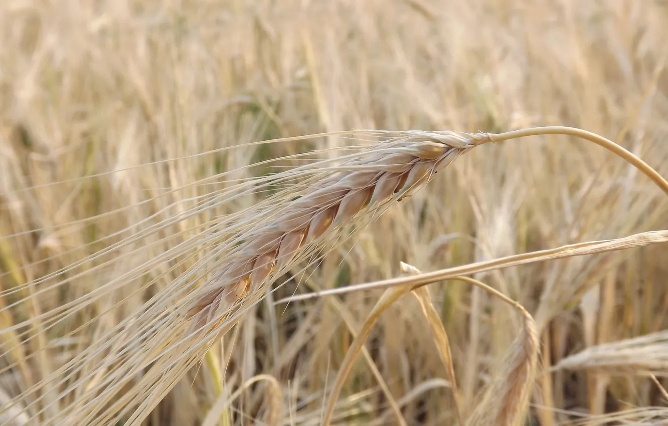 Photo wallpaper wheat, field, rye, harvest, spikelets, ears, cereals, Dry