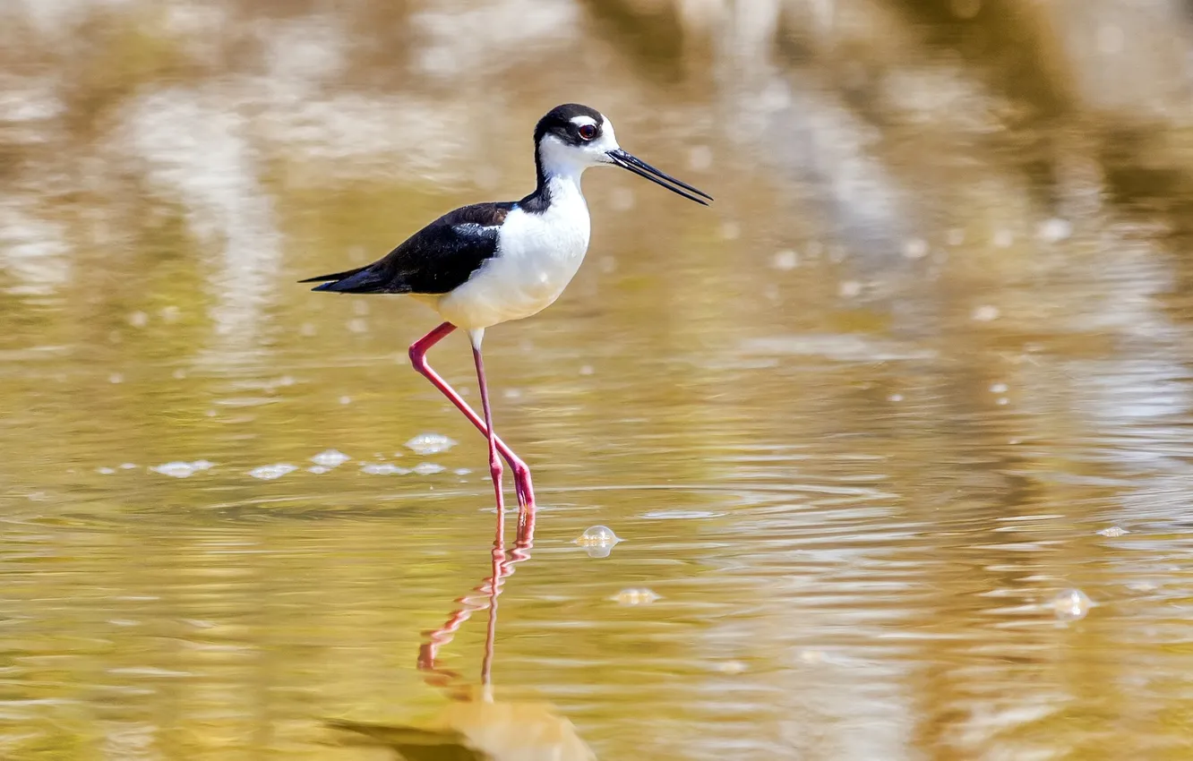 Photo wallpaper water, bubbles, bird