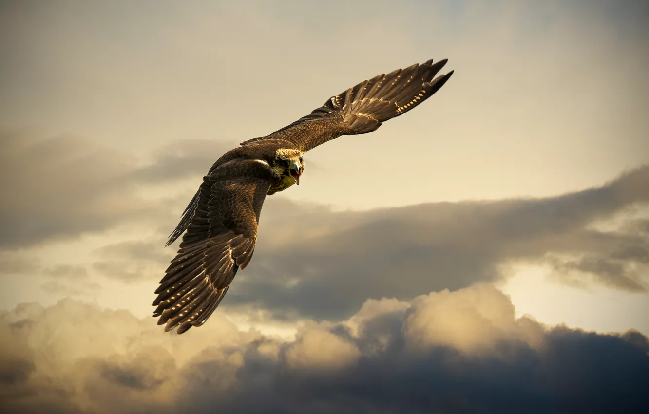 Photo wallpaper the sky, flight, clouds, bird, eagle, Switzerland, Book