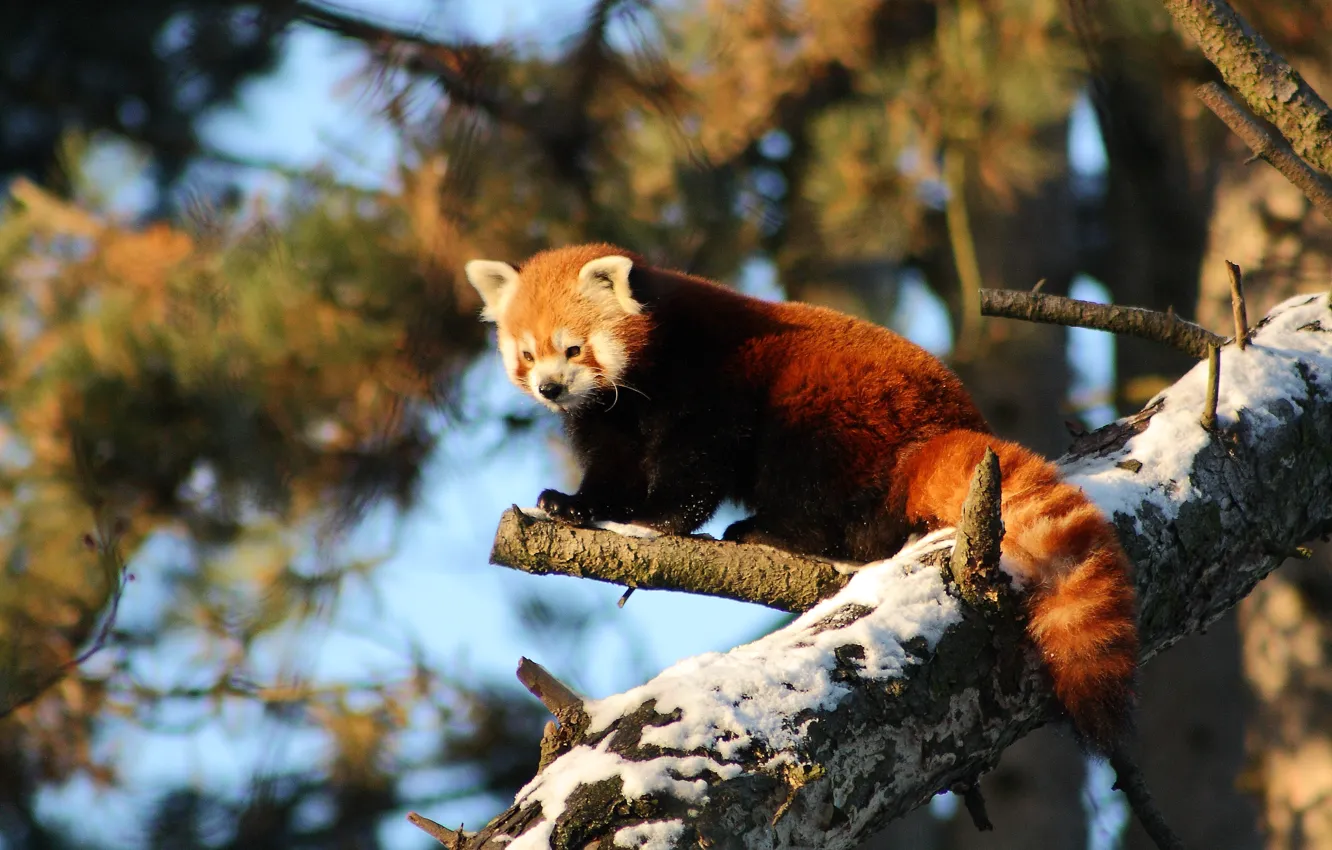 Photo wallpaper snow, nature, tree, red Panda, by DarkTara