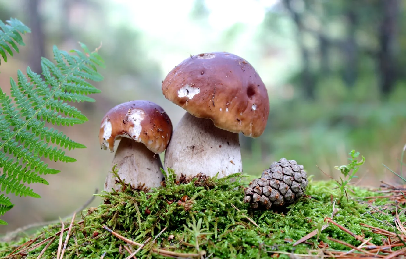 Photo wallpaper mushrooms, moss, bumps, Borovik