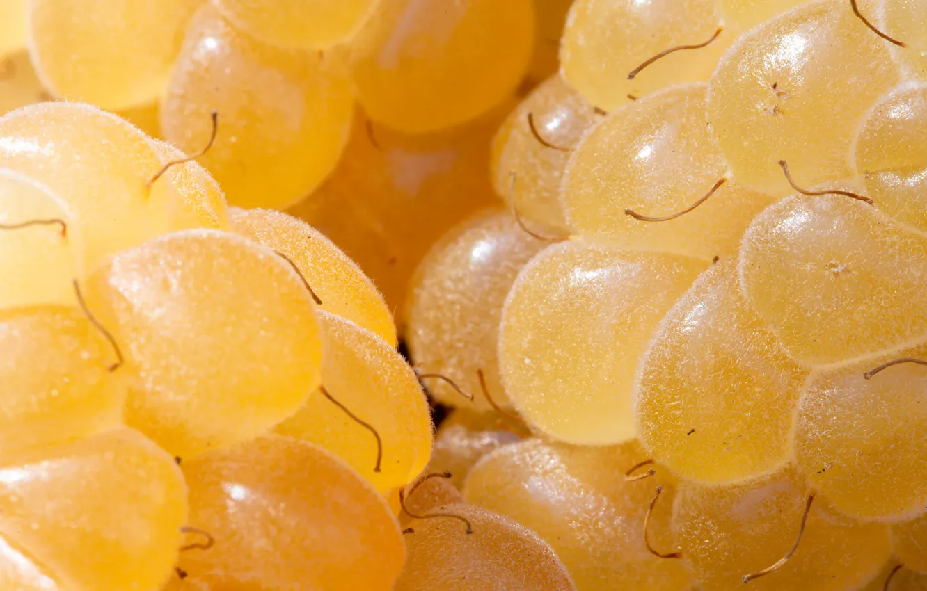 Photo wallpaper macro, yellow, berries, raspberry, closeup