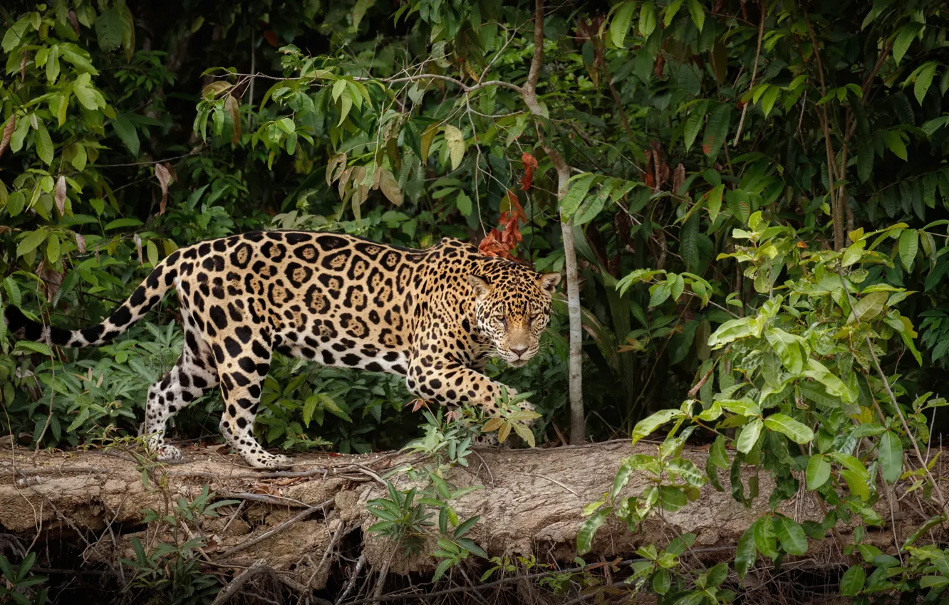 Photo wallpaper predator, jungle, Jaguar, wild cat, big cat
