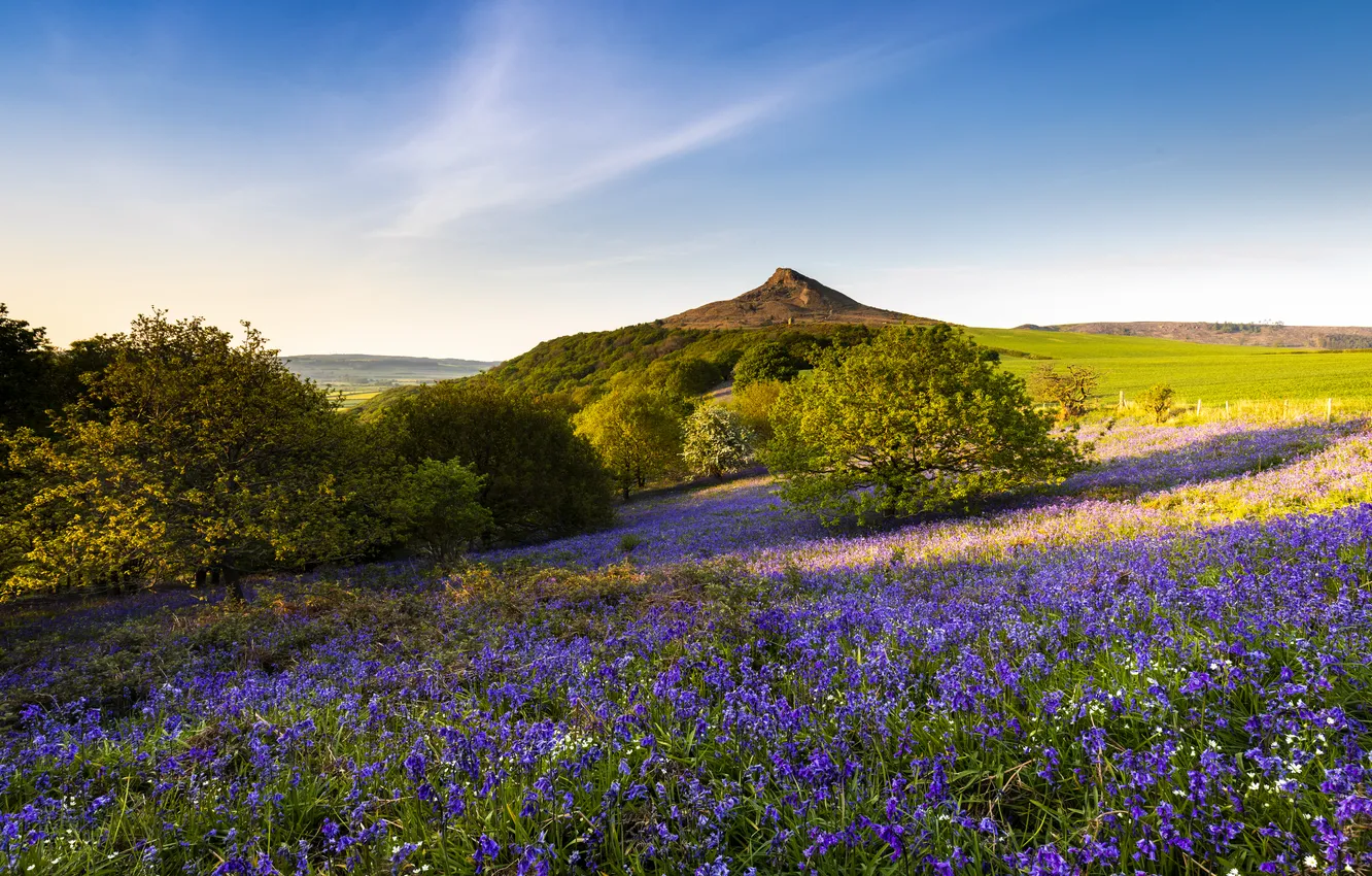 Photo wallpaper field, summer, the sky, light, trees, flowers, mountains, blue