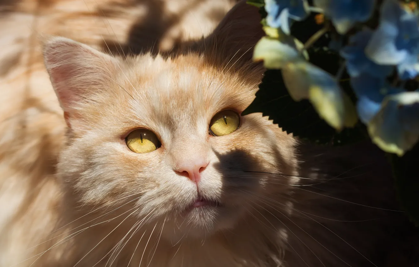 Photo wallpaper cat, eyes, cat, look, light, flowers, portrait, chiaroscuro