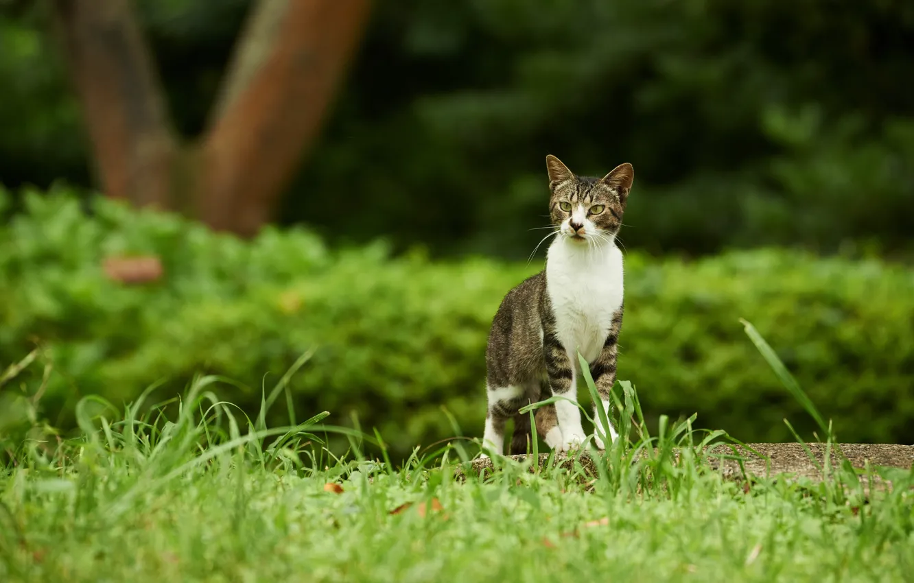 Photo wallpaper greens, cat, grass, cat, nature, green, Park, grey