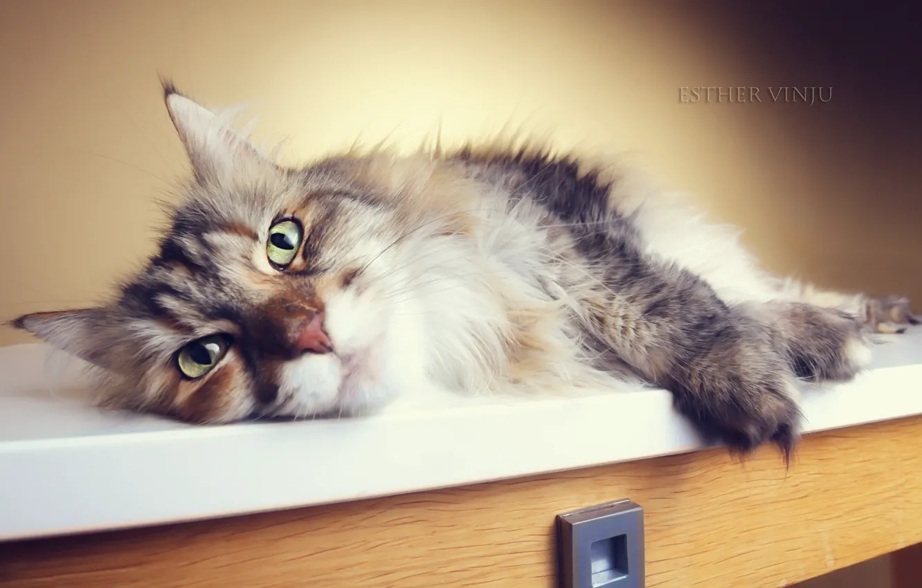 Photo wallpaper cat, cat, hairy, lies