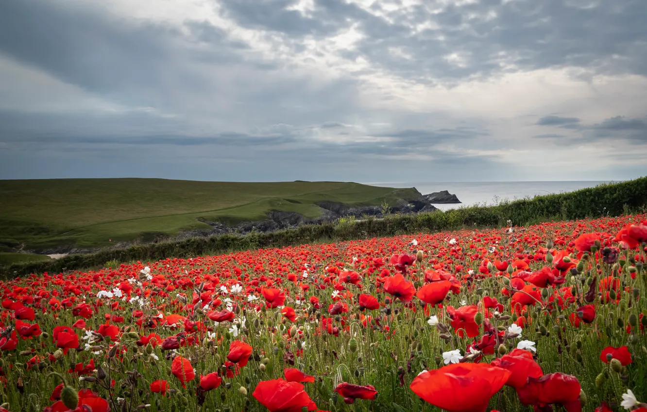 Photo wallpaper field, hills, Maki