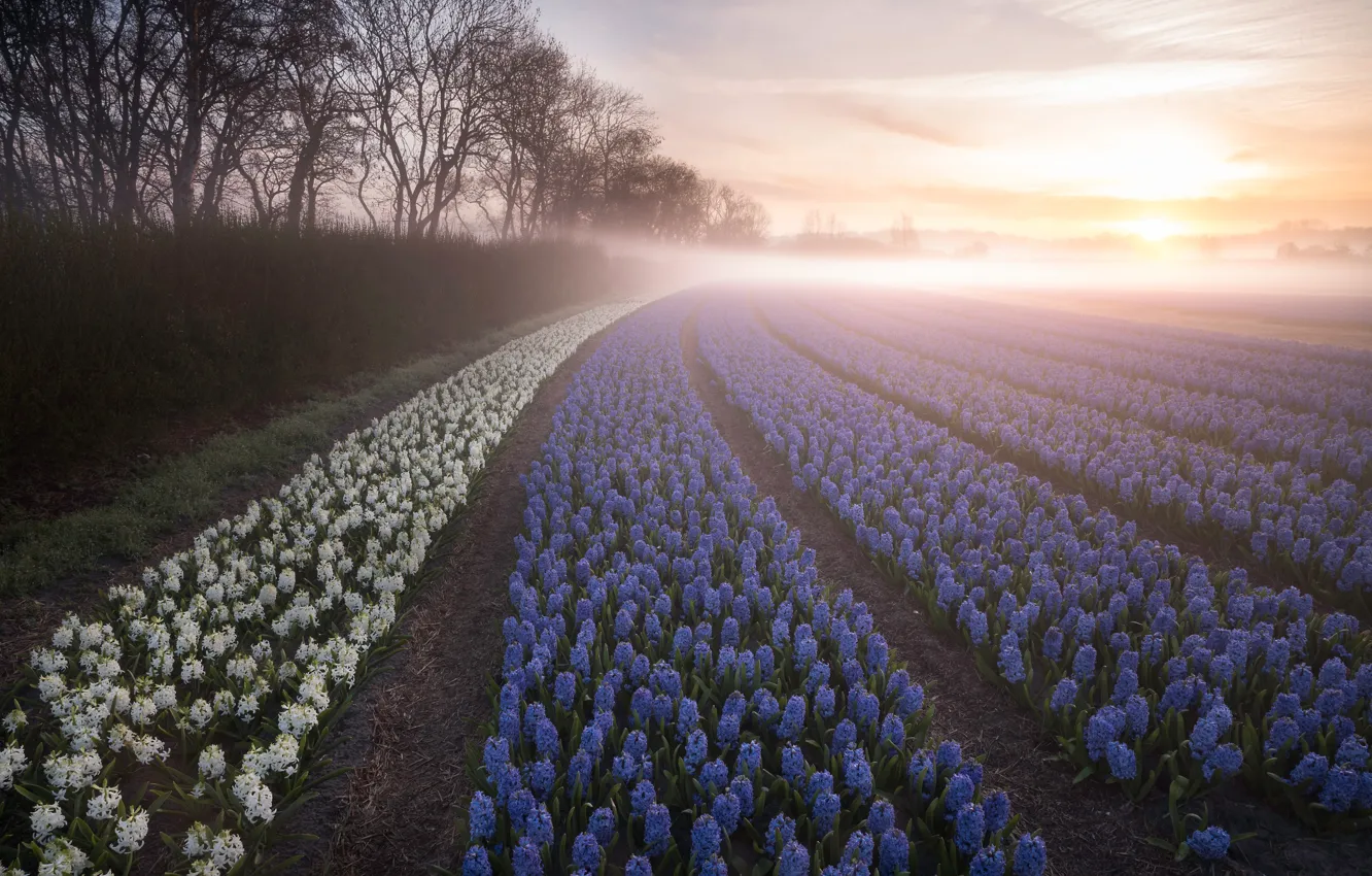 Photo wallpaper field, trees, flowers, fog, dawn, morning, Netherlands, plantation