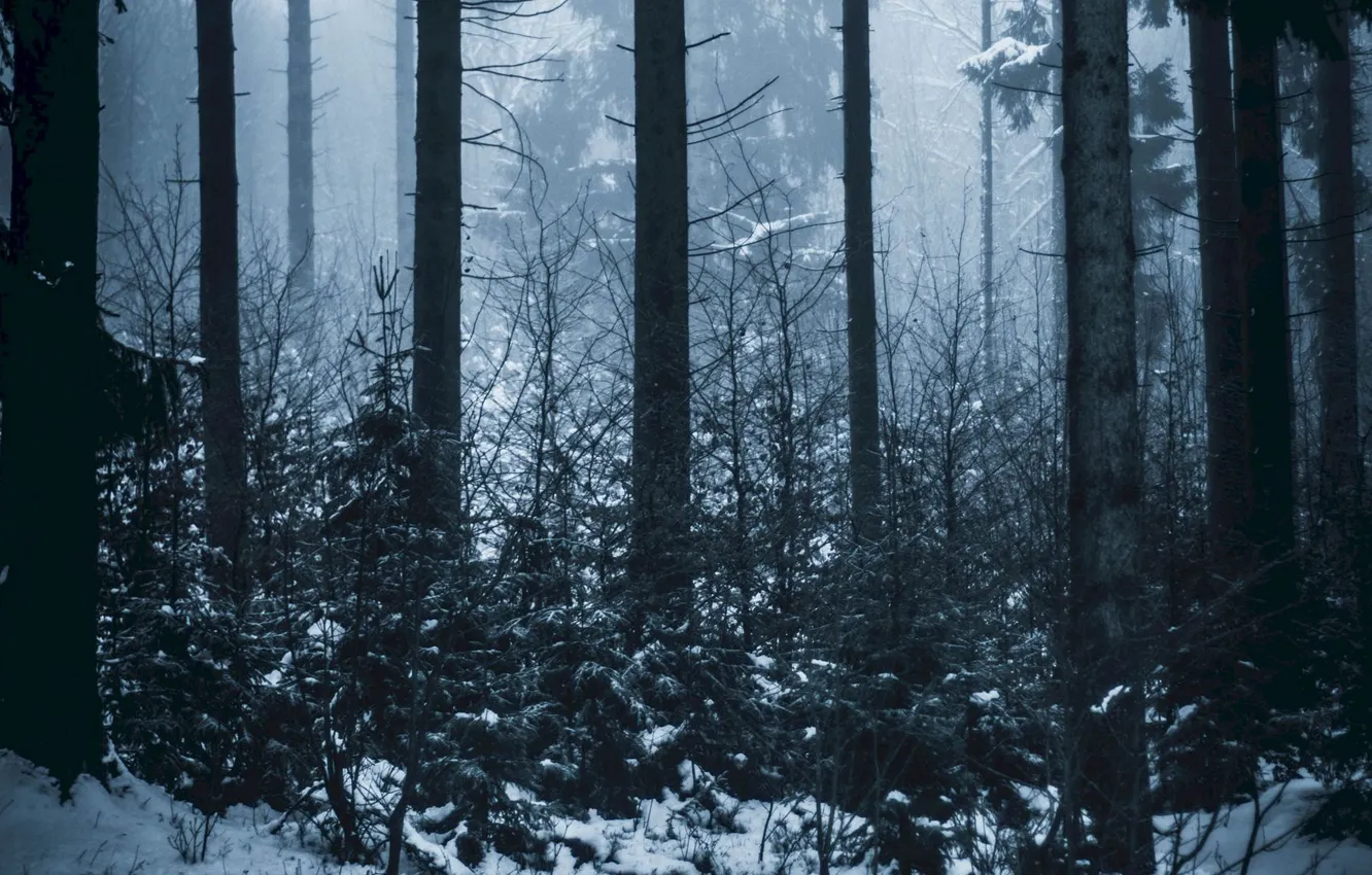 Photo wallpaper winter, forest, snow, trees, nature, fog