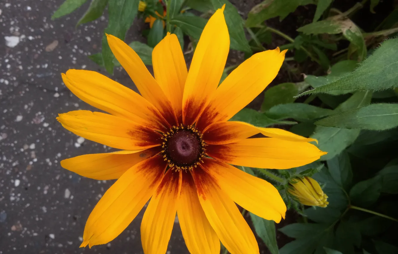 Photo wallpaper summer, yellow, chamomile