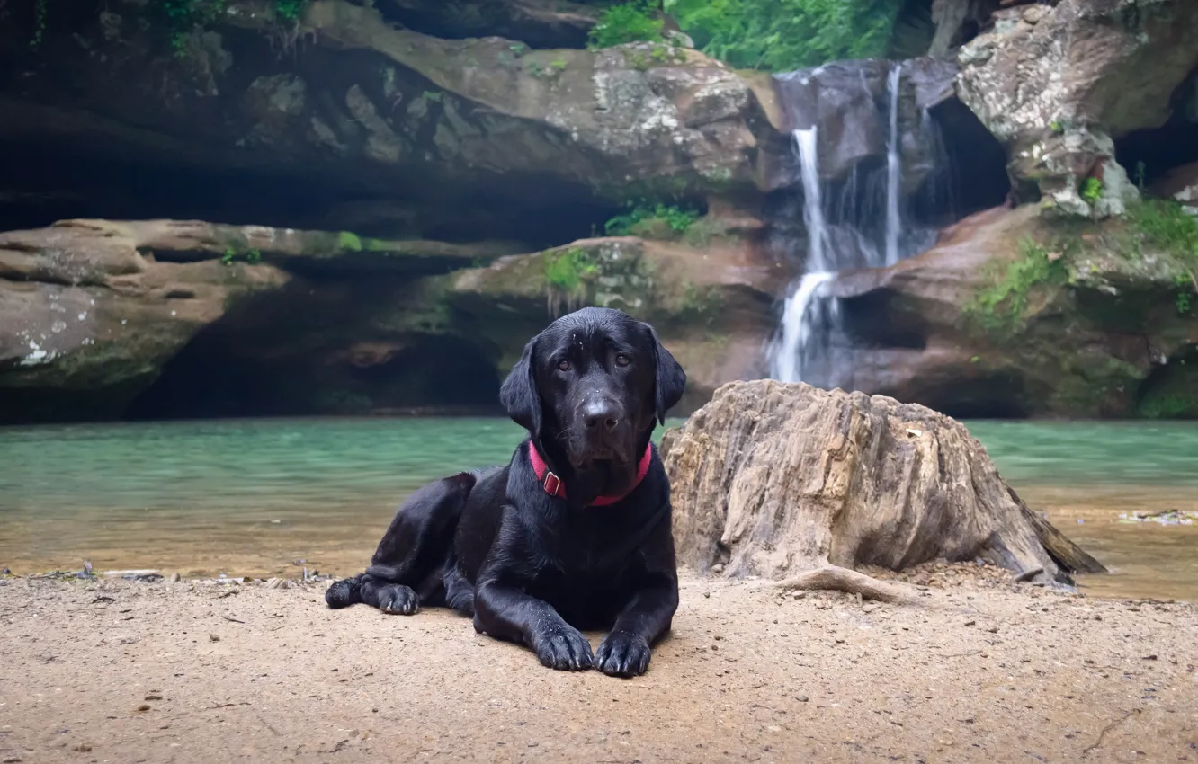 Photo wallpaper water, nature, shore, waterfall, dog