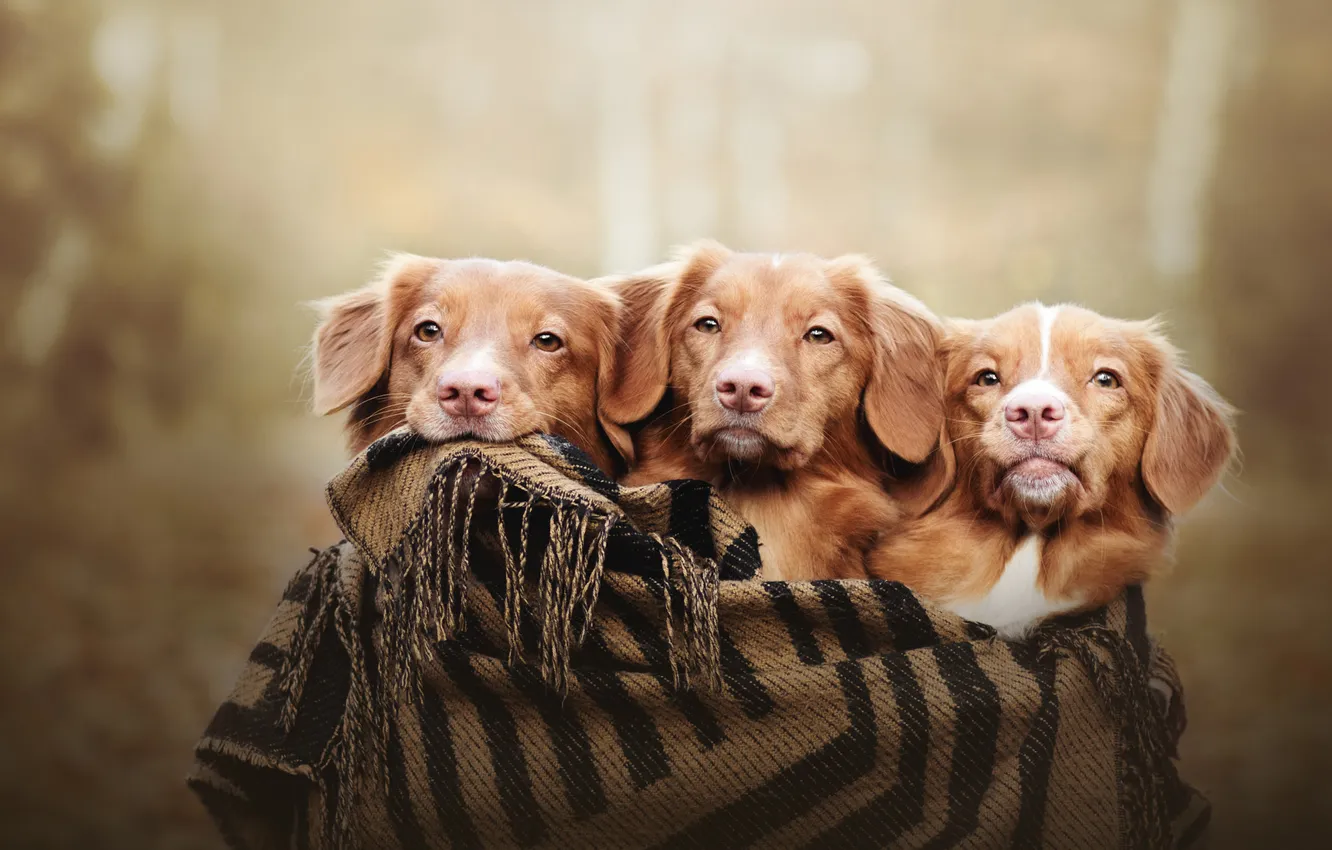 Photo wallpaper autumn, look, nature, pose, dog, plaid, face, trio