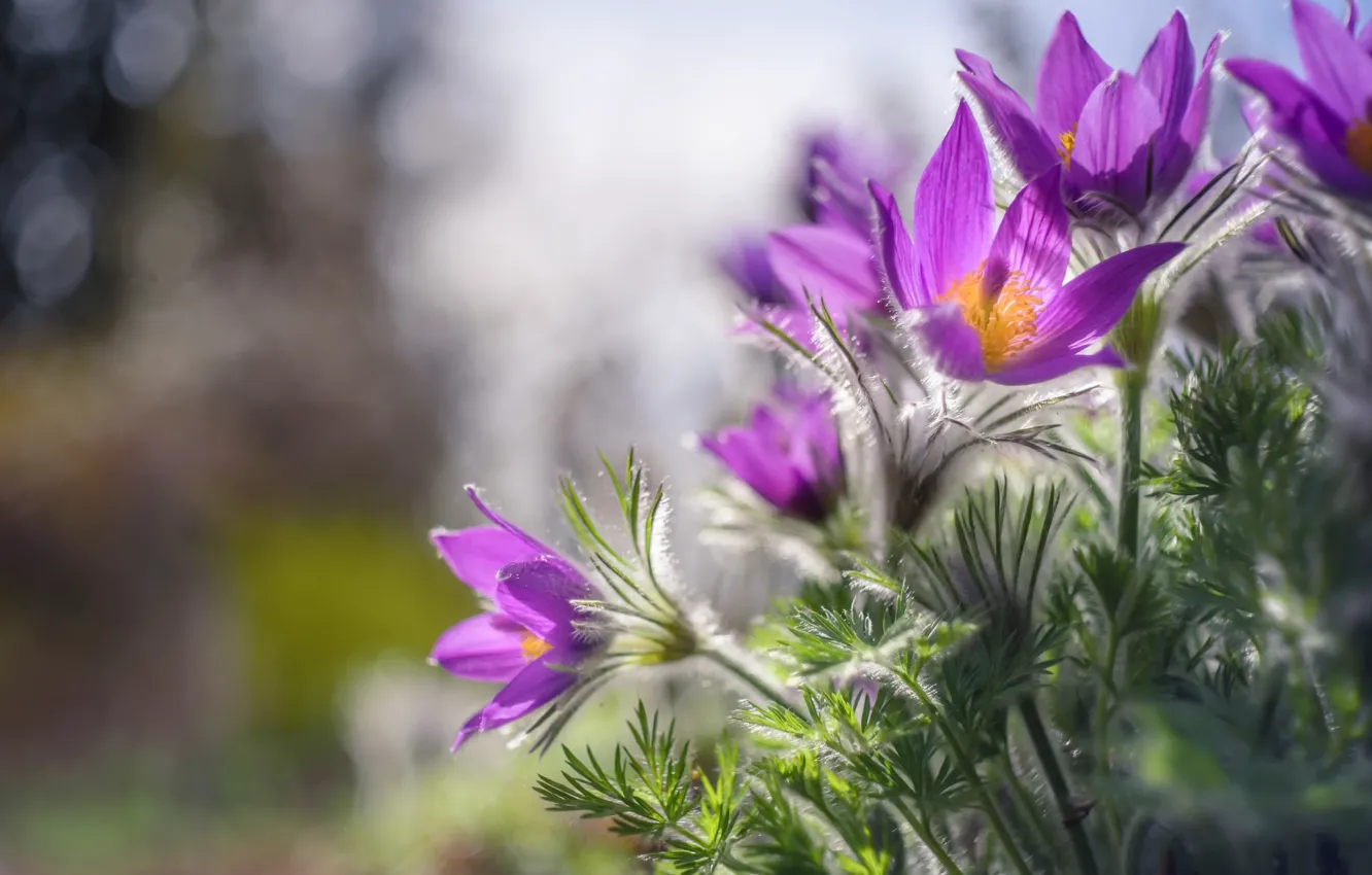 Photo wallpaper flowers, nature, spring, sleep-grass