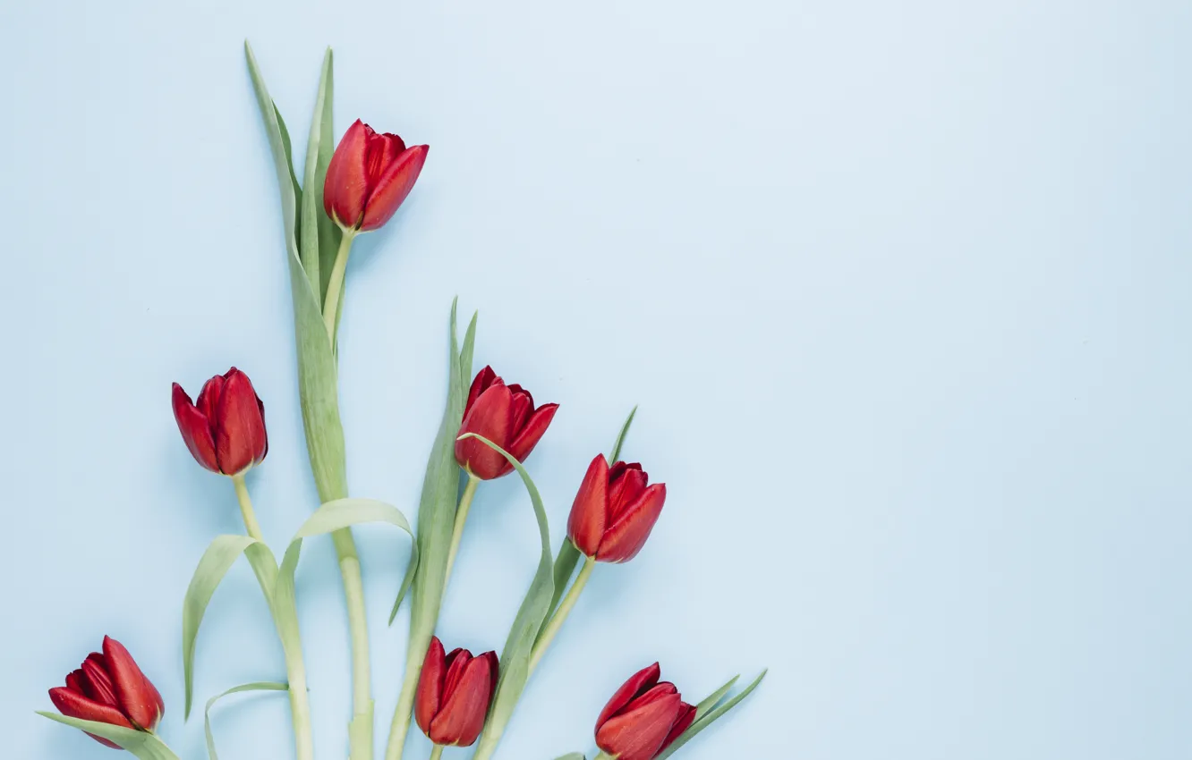 Photo wallpaper flowers, red, tulips, red, flowers, tulips